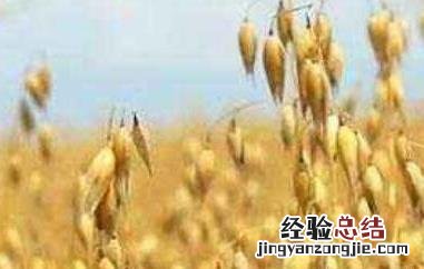 血燕麦的功效与作用 血燕麦的功效与作用素材图