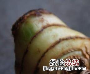 高良姜图片 大良姜和高良姜图片
