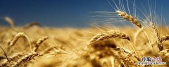 大麦吉祥语 麦子吉祥语