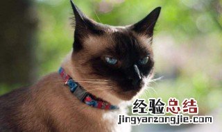 暹罗猫和美短哪个好养 暹罗猫和美短哪个好养活