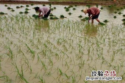 农民春夏秋冬都干什么农活 春夏秋冬农民要做哪些农活