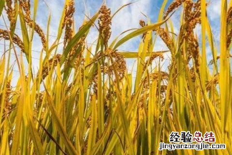 农民春夏秋冬都干什么农活 春夏秋冬农民要做哪些农活