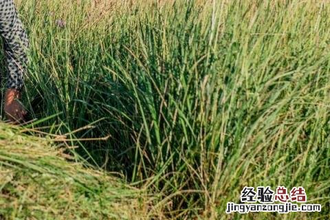 农民春夏秋冬都干什么农活 春夏秋冬农民要做哪些农活