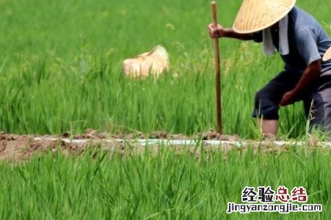 农民春夏秋冬都干什么农活 春夏秋冬农民要做哪些农活