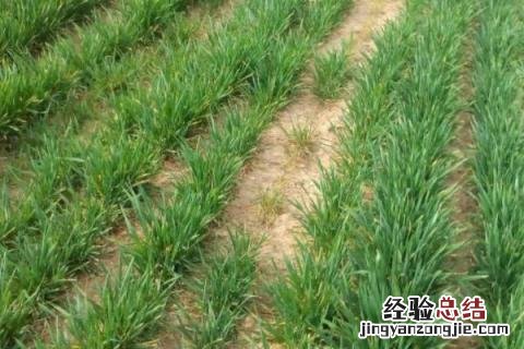 农民冬季的农事活动是什么 在冬季的农事活动有