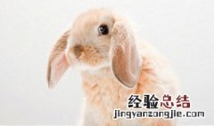 夏温拿兔品种 什么是夏温拿兔