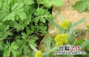 清明菜可以泡水喝吗 清明菜花可以泡水喝吗