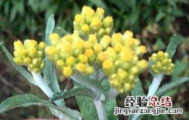 清明菜可以泡水喝吗 清明菜花可以泡水喝吗