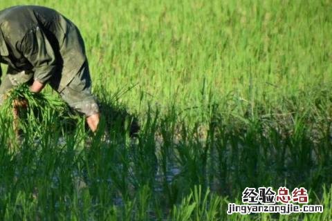 春天农民在做什么农活 春天做的农活