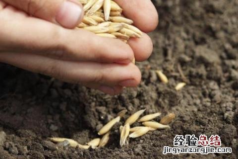 农村种地步骤 农民种地的过程步骤