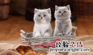 关于猫的比喻句和拟人句 关于猫的比喻句