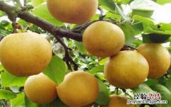铁沙梨根的功效与作用图片 铁沙梨根的功效与作用