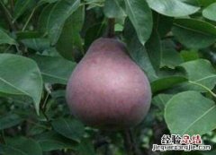 黑梨熬水的功效与作用及禁忌 黑梨熬水的功效与作用