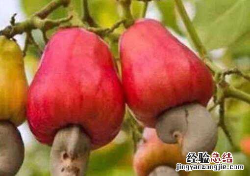 梨果的功效有哪些? 腰果梨是什么,腰果梨的功效与作用