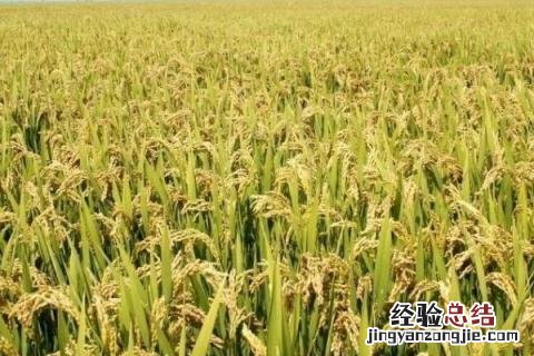 佳两优1088特征特性 佳两优1088品种说明，附简介