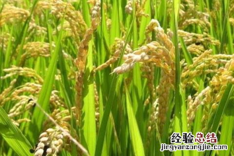 佳两优1088特征特性 佳两优1088品种说明，附简介