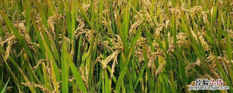 佳两优1088特征特性 佳两优1088品种说明，附简介