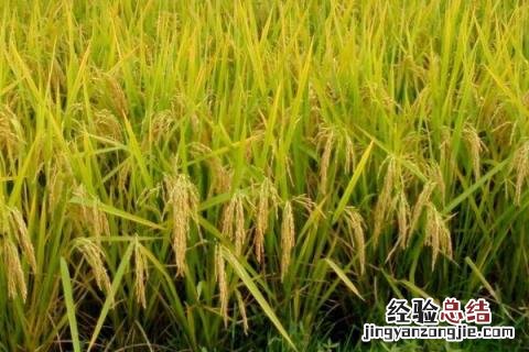 佳两优1088特征特性 佳两优1088品种说明，附简介