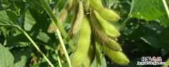 菏豆19和23哪个高产，什么时候播种，用量是多少