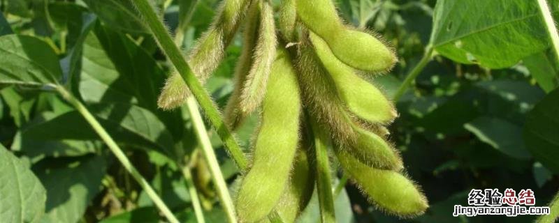 菏豆19和23哪个高产,什么时候播种,用量是多少