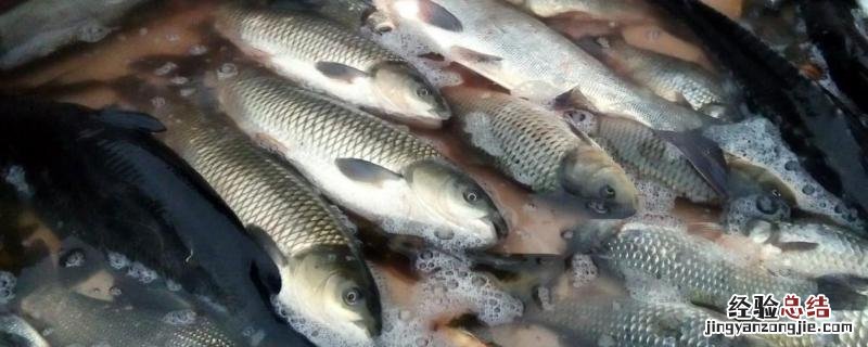缩头鱼虱去掉鱼会死吗，缩头鱼虱是什么东西
