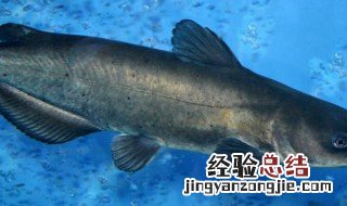 半天妖烤鱼是什么鱼 鮰鱼怎么读