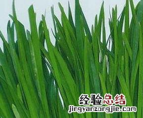 韭菜药效和功效 韭菜的药用功效有哪些