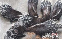 豪猪舍设计的功能要求 豪猪舍设计的功能要求是什么