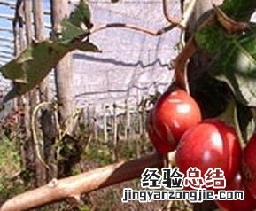 树番茄的功效与作用孕妇可以吃吗 树番茄的功效与作用