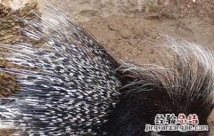 豪猪科学管理技术 豪猪的养殖技术