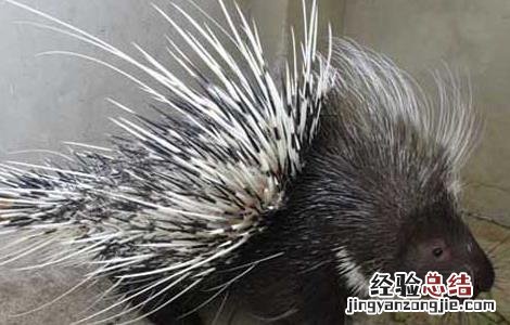 豪猪常见疾病的治疗方法是 豪猪常见疾病的治疗方法