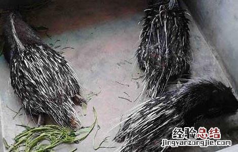 豪猪常见疾病的治疗方法是 豪猪常见疾病的治疗方法