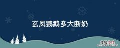 玄凤鹦鹉多大断奶 玄凤鹦鹉多大断奶?如何断奶?