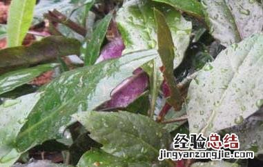 红背菜的功效与作用 红背菜的功效与作用禁忌