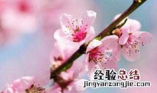桃花的含义及象征意义 桃花象征什么意义