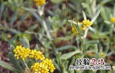 清明草和艾草的区别 清明菜和艾草的区别