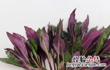 红背菜真的不能吃吗图片 红背菜真的不能吃吗