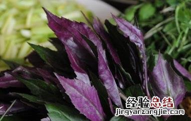 红背菜真的不能吃吗图片 红背菜真的不能吃吗