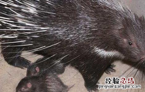如何提高豪猪的繁殖力视频 如何提高豪猪的繁殖力