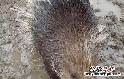 如何提高豪猪的繁殖力视频 如何提高豪猪的繁殖力