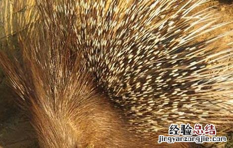 如何降低豪猪养殖成本 怎样降低养猪成本