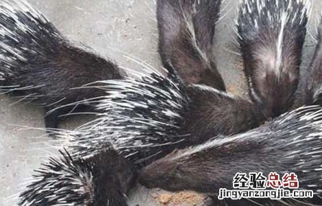 如何降低豪猪养殖成本 怎样降低养猪成本
