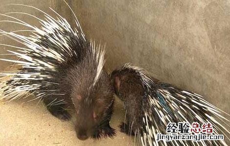 豪猪养殖场石灰消毒注意事项 石灰猪场消毒怎么用