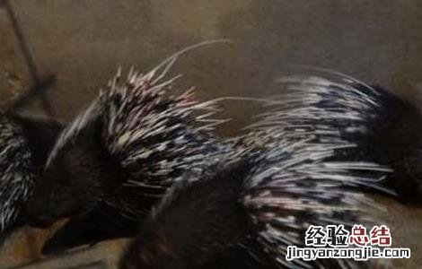 豪猪适合什么地方养殖 豪猪养殖场的卫生管理