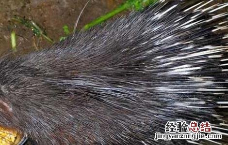 豪猪适合什么地方养殖 豪猪养殖场的卫生管理