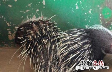 豪猪适合什么地方养殖 豪猪养殖场的卫生管理
