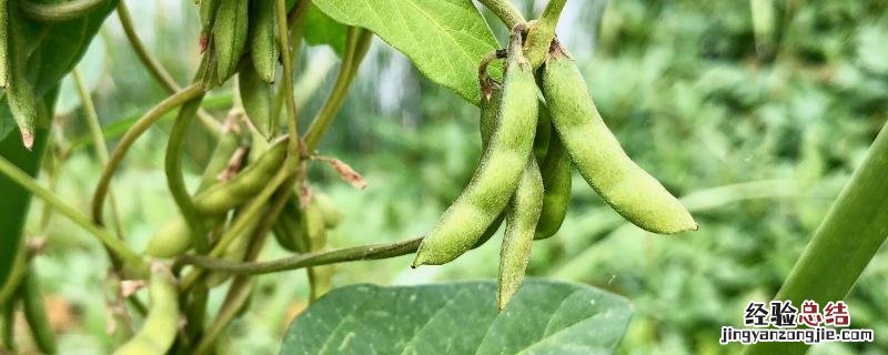 野豆子用什么药打，野豆子有毒吗 药野豆子农药配方