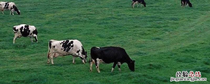 乳畜带形成的原因是什么?,和畜牧带有什么区别