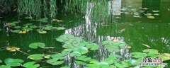 水浑用什么颜色路亚饵 水混怎么处理，用什么颜色路亚饵