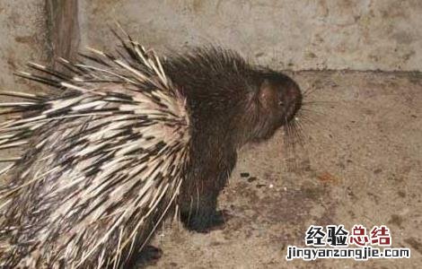 特种豪猪的引种与驯化方法 特种豪猪的引种与驯化